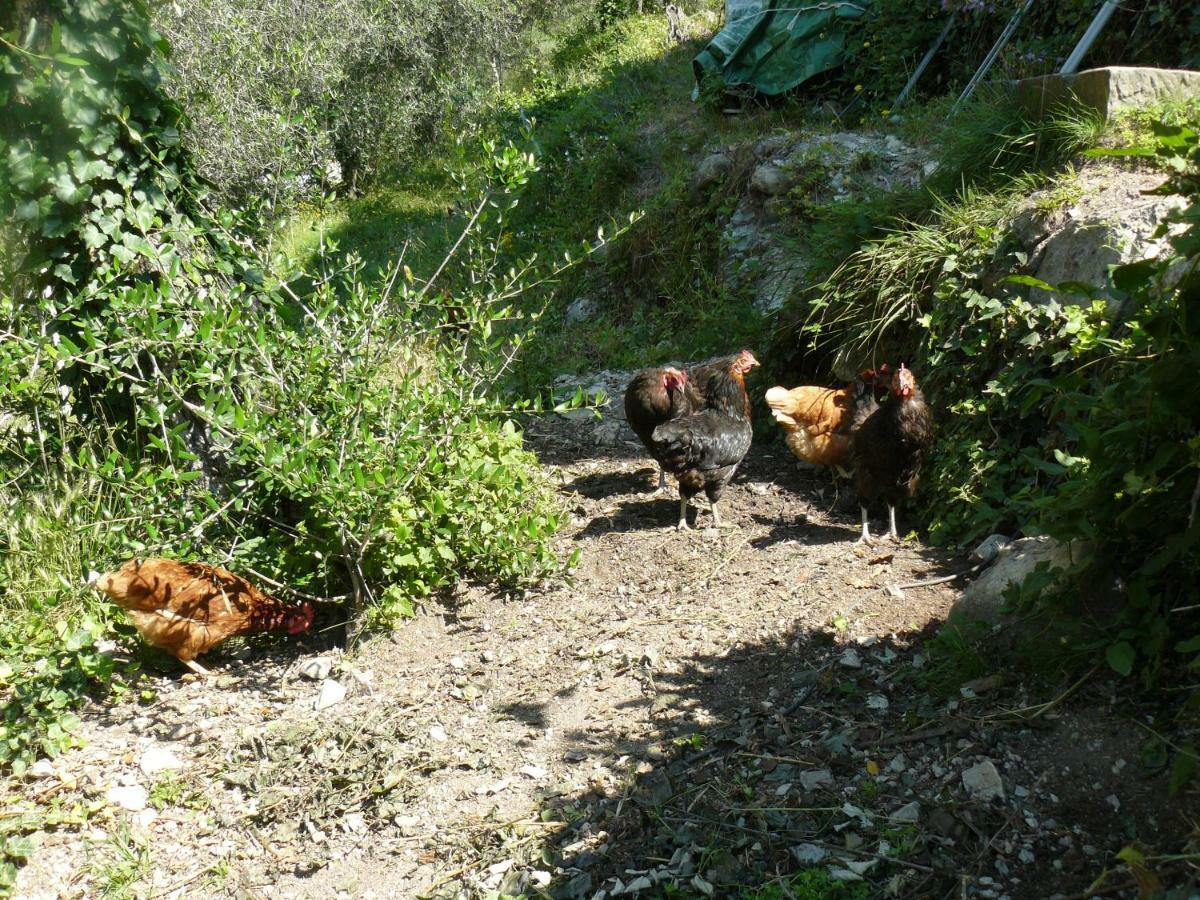 La Ferme Des Cailletiers Chez Marco Villa Lucéram Eksteriør bilde